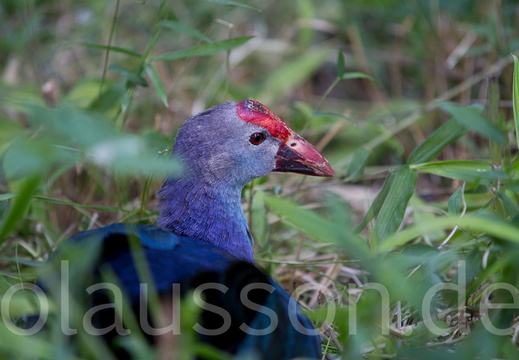 P2010.07.18-18.19.57-19.jpg